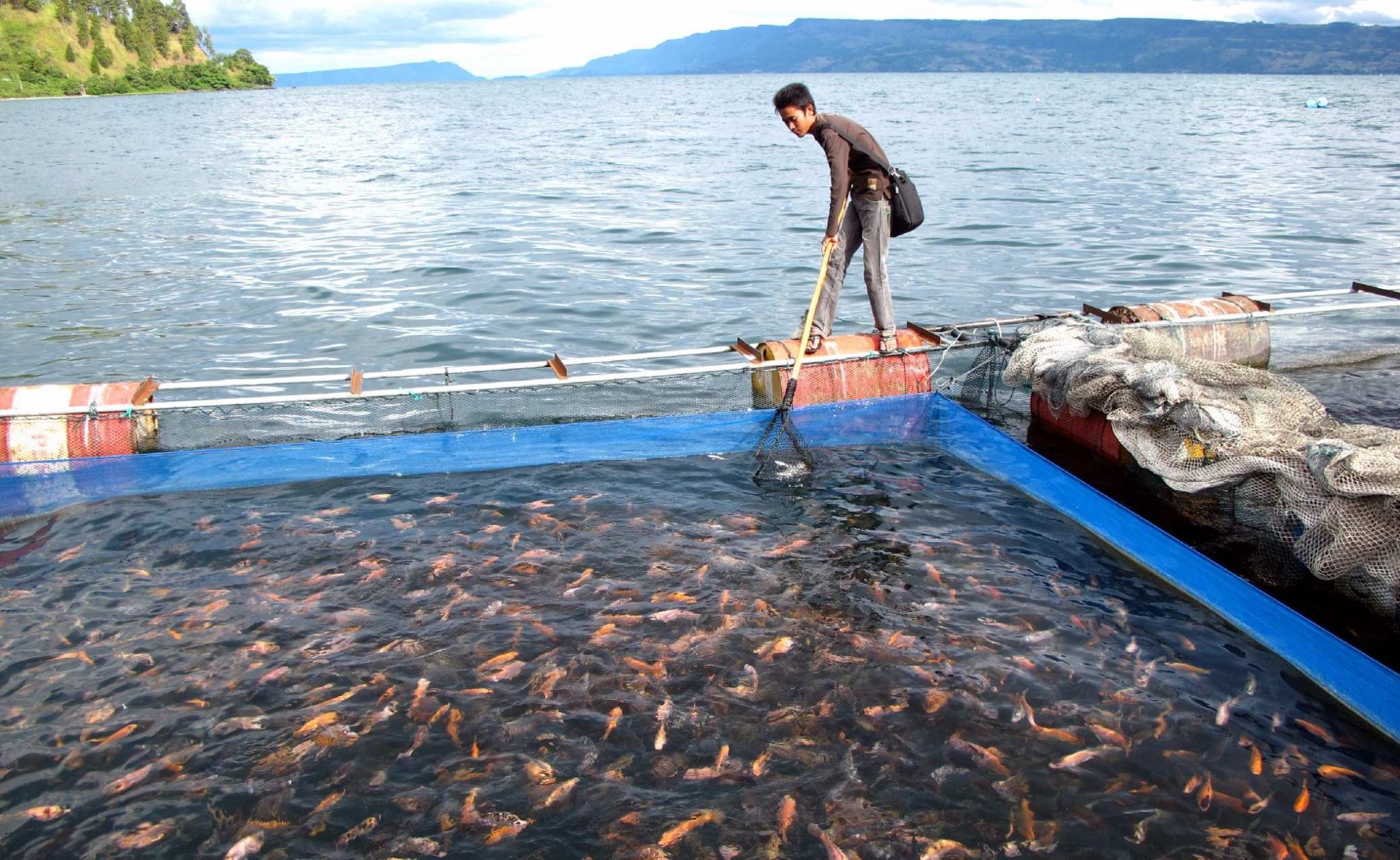 Panduan Lengkap Budidaya Ikan Air Tawar dan Laut: Teknik, Jenis, Manfaat, serta Peluang Bisnis Menguntungkan di Era Modern